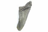 Partial Fossil Megalodon Tooth - South Carolina #362525-1